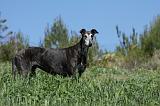 GREYHOUND 001